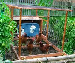 How Many Square Feet of Space is Needed per Chicken? | Chicken Feeder Reviews