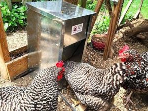 The Best Method Of Keeping Wild Birds Away From Chicken Coops